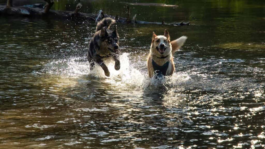 north natomas regional dog park