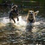 north natomas regional dog park
