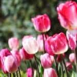 A closeup shows pink tulips in a botanical garden in Columbus Ohio.