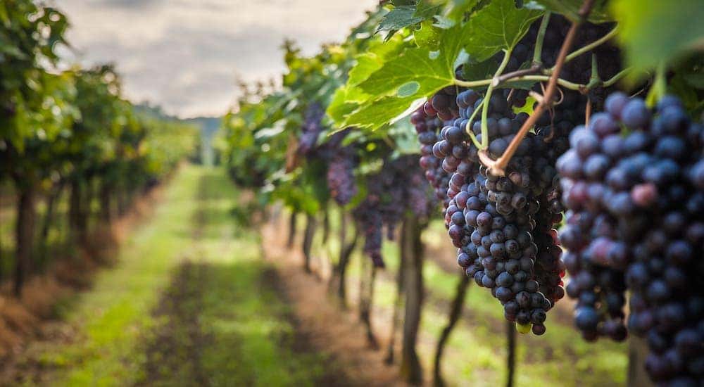 A closeup of grapes in a vineyard near Poughkeepsie, NY.