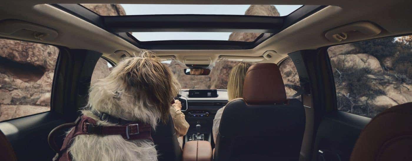 Interior view from the back seats of a couple and their dog in a 2026 Mazda CX-50.