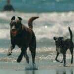 Dog-Beach-San-Diego