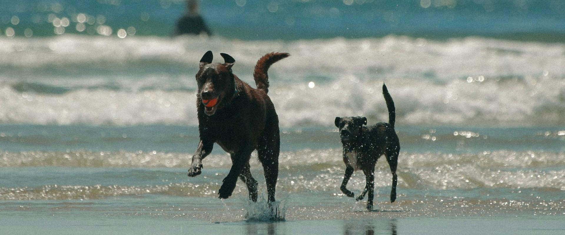 Dog-Beach-San-Diego