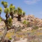 JoshuaTreeNationalPark