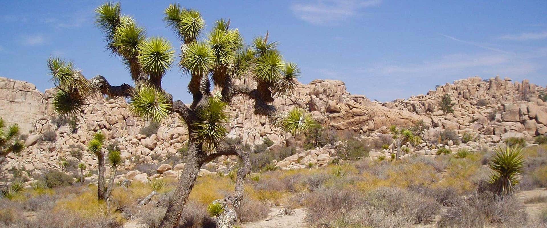 JoshuaTreeNationalPark
