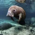 West India Manatees Crystal River