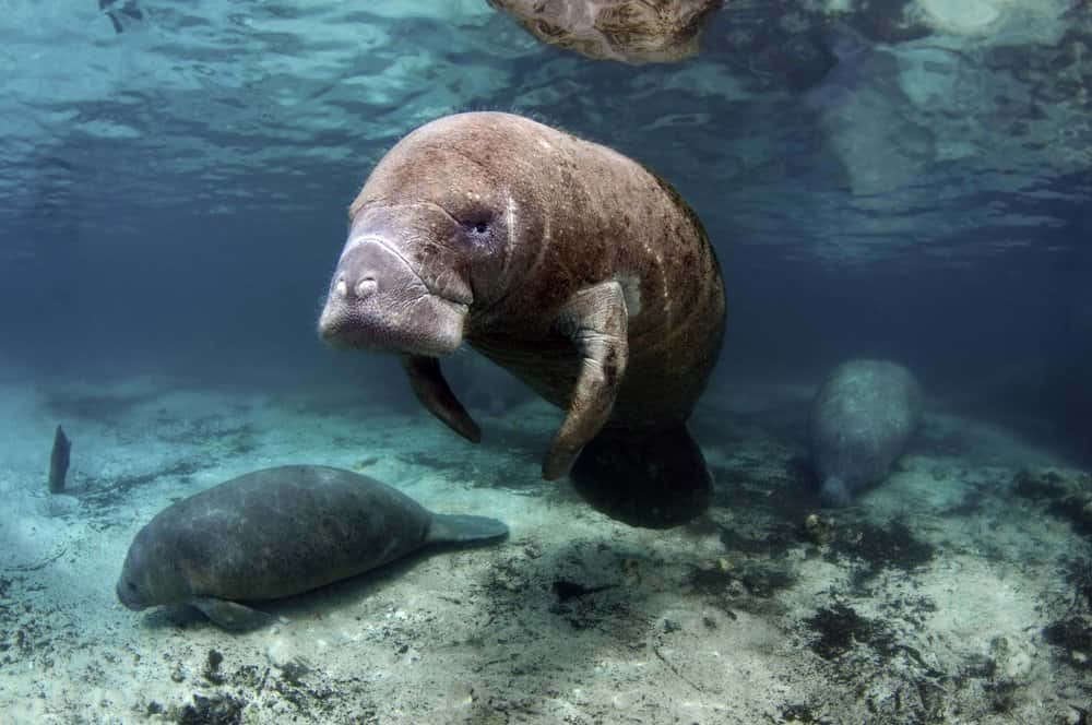 Manatee Appreciation Day