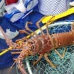 Florida's mini lobster season is in July
