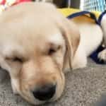 Foley PacifiPuppy