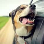 Dog in Car