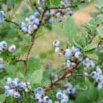 Blueberrys