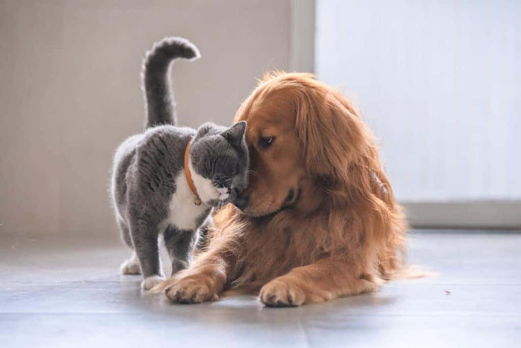 Best Friends - cat and dog