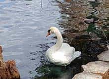 Swan at Lake Eola Park