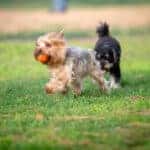 dog park