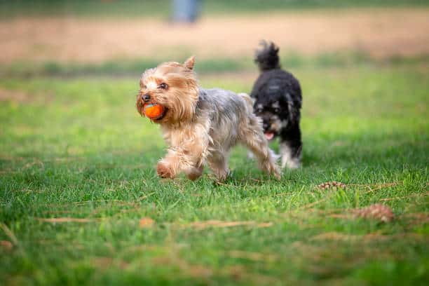 dog park