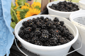 berry-image-1