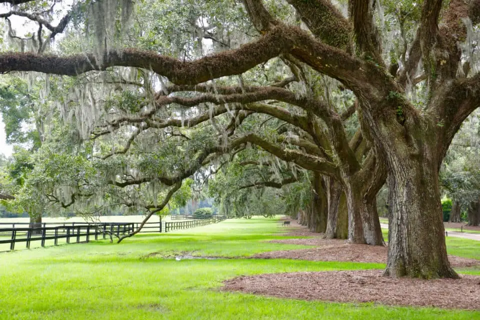 Enjoy A Virginia Plantation Tour 