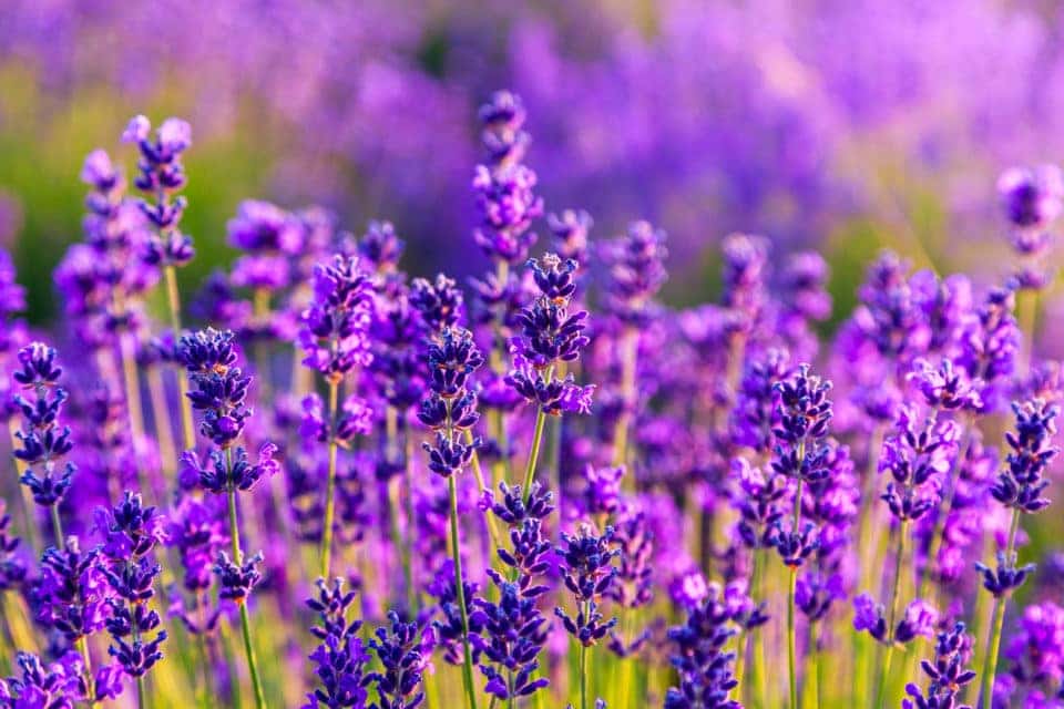 Seven Oaks Lavender Farm