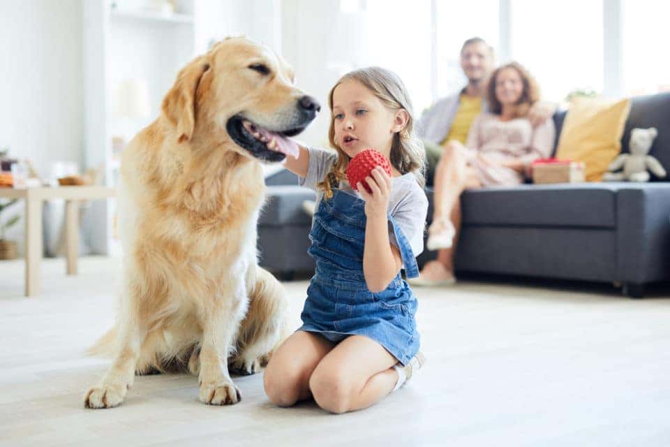 Parent's watching little girl play with their family dog