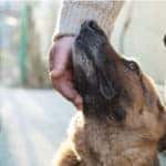 An old German Sheppard is leaning against his new owner after being adopted in Milwaukee, WI.
